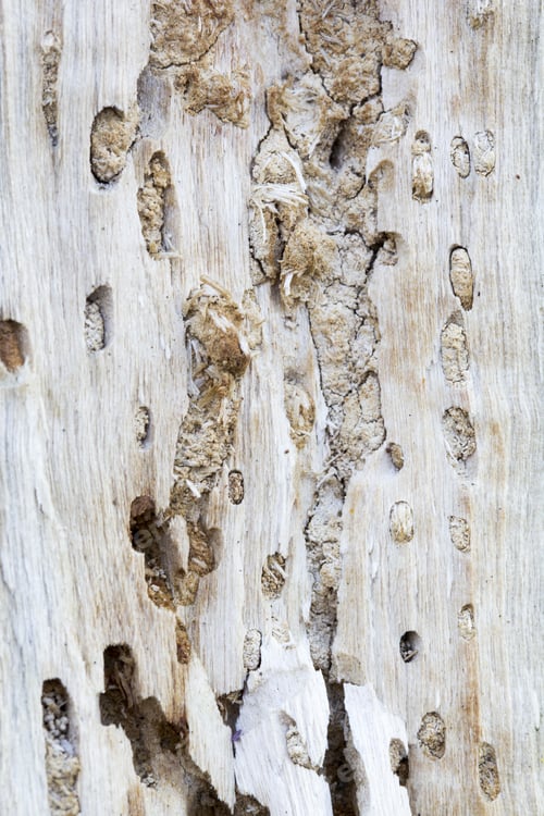 Preview: Remains Of An Old Tree Trunk Without Bark Tree Eaten By Wood Worms With Worm Traces