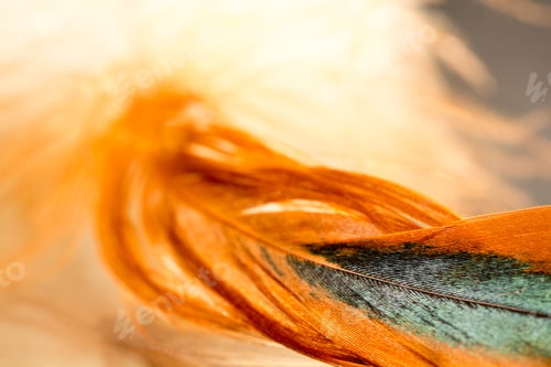 Preview: Colorful Rooster Feather With Details And Reflexions
