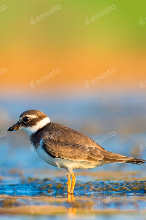 Preview: Cute Little Water Bird. Nature Background. Bird: Common Ringed Plover. Charadrius Hiaticula