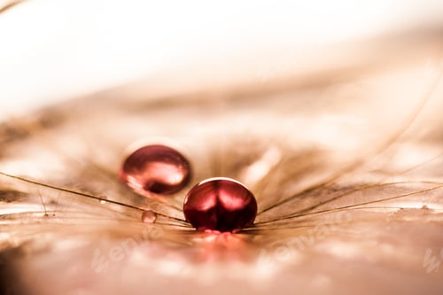 Preview: Macro, Abstract Composition With Colorful Water Drops On Dandelion Seeds