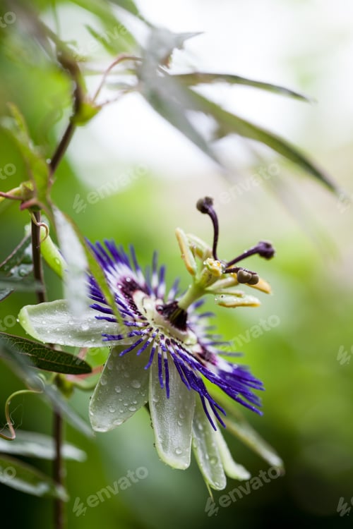Preview: Passion Flower (Passiflora Incarnata) With Details