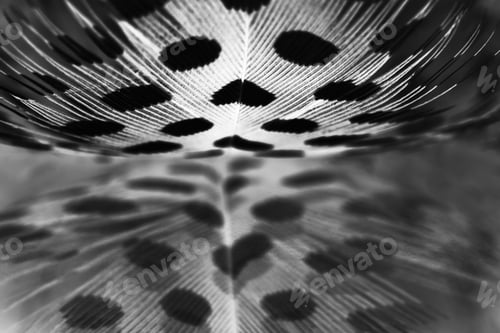 Preview: Guinea Hen Feather With Light Grey Background