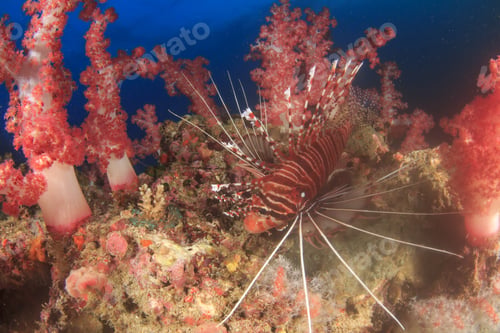 Preview: Lionfish Amongst Red Soft Corals