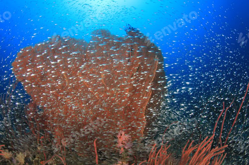 Preview: Coral Reef, Fish And Ocean