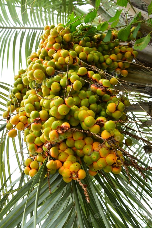 Preview: Bunch Of Dates On The Palm Tree