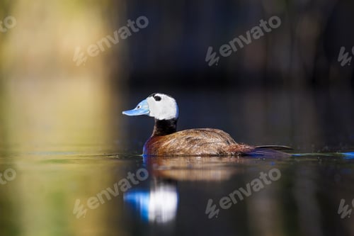 Preview: Duck Swimming In Lake. White Headed Duck White Headed Duck Oxyura Leucocephala