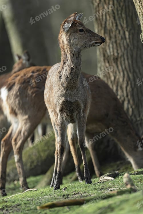 Preview: Red Deer Doe At Edge Of Sunny Forest Looking Away.