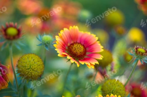 Preview: Pollination By Bees Colorful Flowers Gaillardia In The Garden