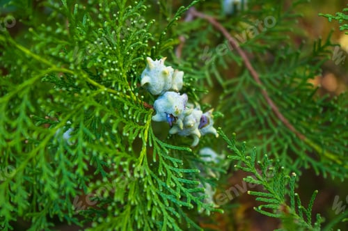 Preview: Incense Cedar Tree Calocedrus Decurrens Branch Close Up.