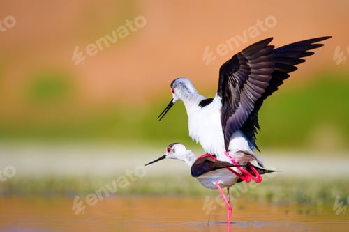 Preview: Cute Long Legged Birds. Bird Mating. Colorful Nature Background.
