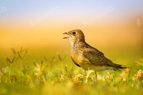 Preview: Cute Bird. Colorful Nature Background. Collared Pratincole / Glareola Pratincola