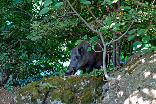 Preview: Wild Boar. Natrue Forest Background.