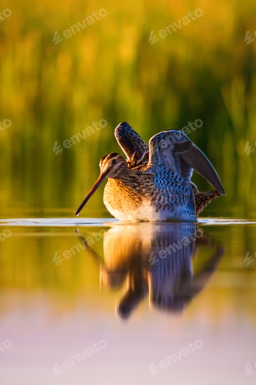 Preview: Wonderful Light And Bird. Lake Background. Common Snipe Gallinago Gallinago