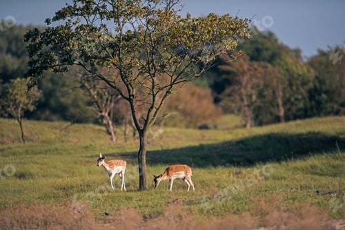 Preview: Two Fallow Deer Grazing In Field Near Tree.