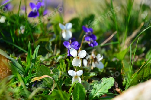 Preview: Violets Flowers Blooming In Spring Meadow