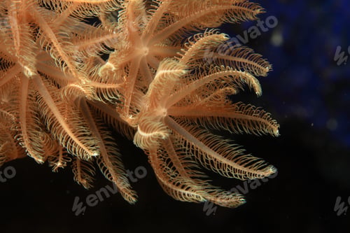 Preview: Xenidae Coral Polyps (Feathery Xenid)