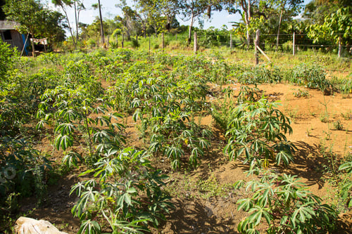 Preview: Bare Felled Rainforest With Small Agricultural Field Of Cassava Plants And Roots