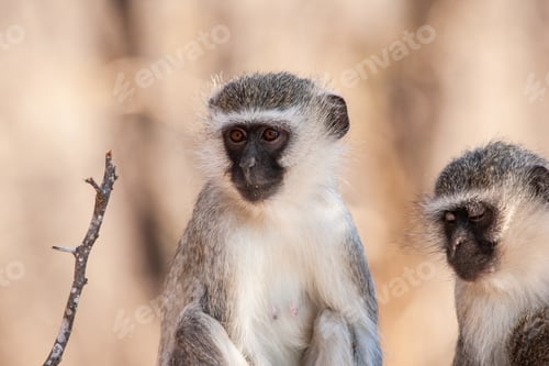 Preview: Vervet Monkeys (Chlorocebus Pygerythrus) In Kruger National Park, South Africa