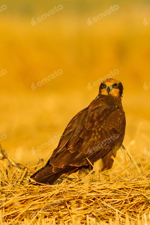 Preview: Bird Of Prey. Yellow Nature Background. Bird: Western Marsh Harrier.Circus Aeruginosus.