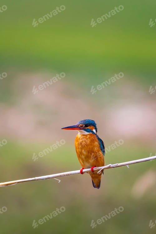 Preview: Cute Colorful Bird Kingfisher. Yellow Nature Background. Common Kingfisher Alcedo Atthis.
