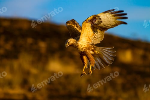Preview: Flying Buzzard. Natural Background.