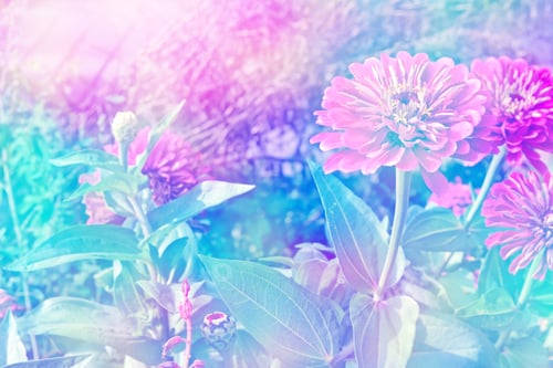 Preview: Colorful Zinnia Flowers On A Background Of The Autumn Landscape