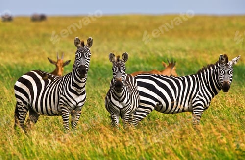 Preview: Zebras In The Serengeti National Park, Tanzania