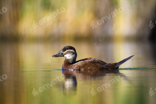 Preview: Duck Swimming In Lake. White Headed Duck White Headed Duck Oxyura Leucocephala