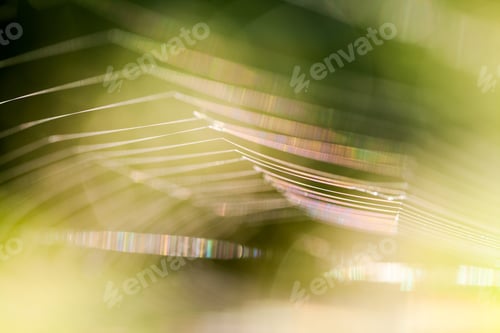 Preview: Abstract Composition With Spider Web Details And Natural Colors