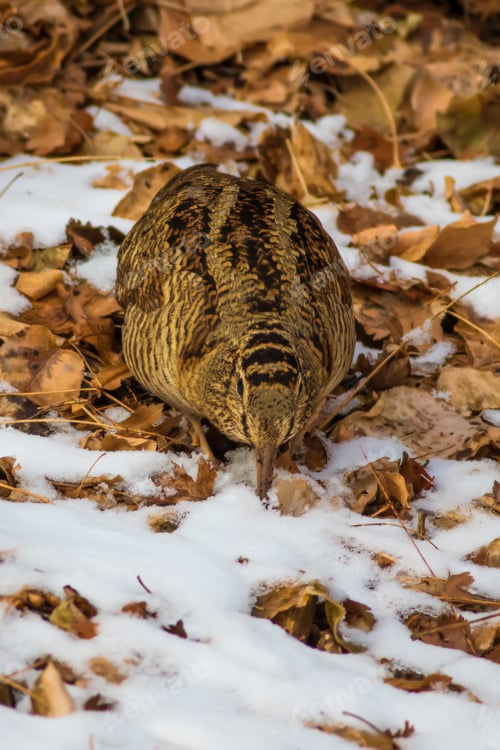 Preview: Winter, Dry Leaves And Woodcock. Camouflage Bird. Eurasian Woodcock. Scolopax Rusticola. Nature