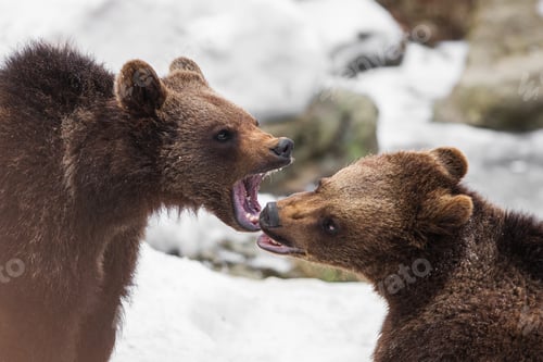 Preview: Brown Bears (Ursus Arctos) In Lake Clark National Park, Alaska, Usa