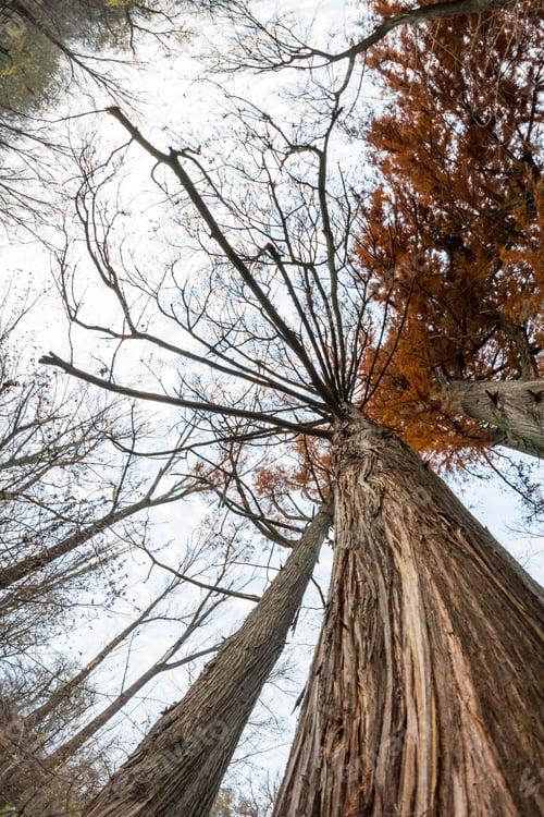 Preview: Late Autumn In The Park With Beautiful, Colorful Leaves. Fisheye Lens Effects