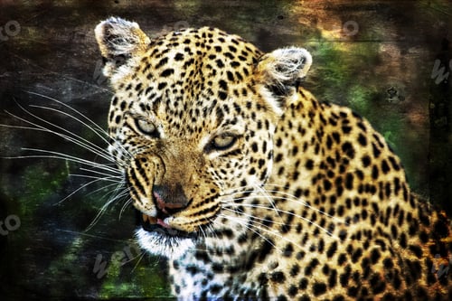 Preview: Vintage Style Image Of A Leopard In The Okavango Delta, Botswana