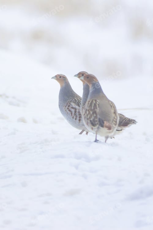 Preview: Winter And Partridges. White Snow Background. Bird: Grey Partridge. Perdix Perdix.