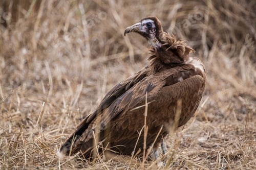 Preview: Vulture In The Etosha National Park, Namibia