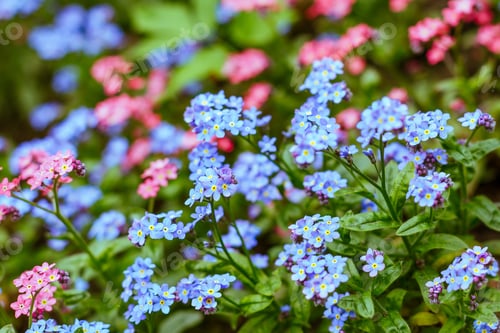 Preview: Blue And Pink Forget-Me-Not Flowers In Spring Garden