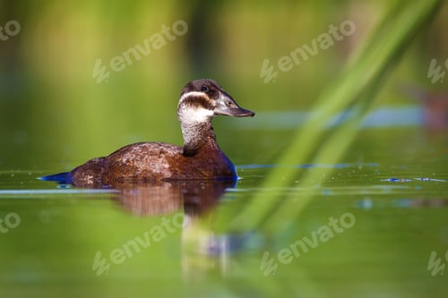 Preview: Swimming Duck. Colorful Lake Habitat Background. Bird: White Headed Duck. Oxyura Leucocephala.