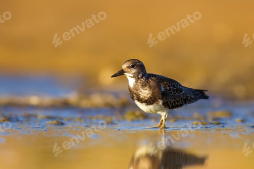 Preview: Water Bird. Blue Water Yellow Sand Nature Bacgkround. Bird: Ruddy Turnstone.