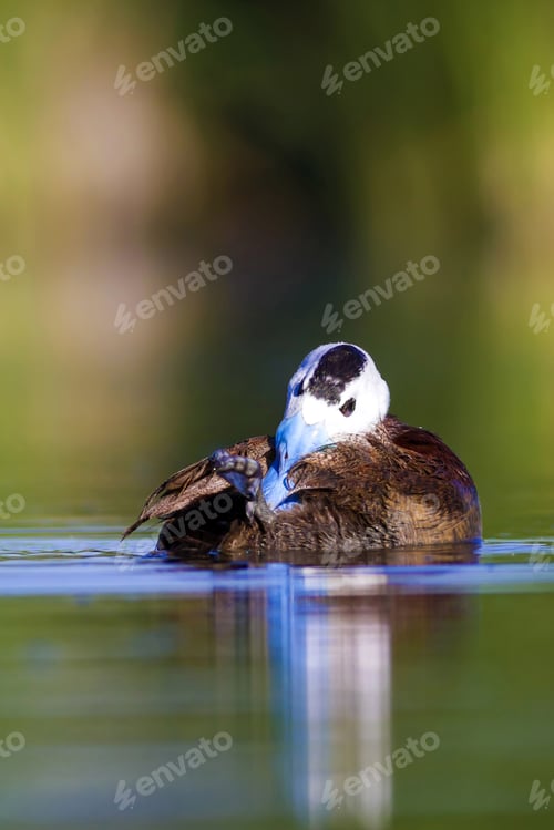 Preview: Swimming Duck. Colorful Lake Background. Bird: White Headed Duck. Oxyura Leucocephala.