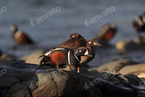 Preview: Harlequin Duck Iceland