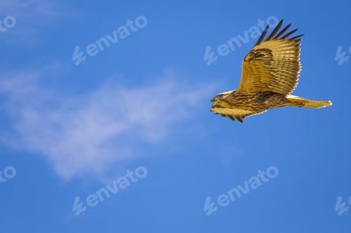 Preview: Bird Of Prey. Long Legged Buzzard. Buteo Rufinus. Blue Sky Background.