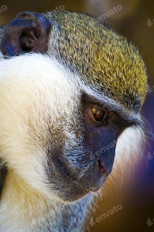 Preview: Cute Vervet Monkey. Blur Background. Monkey Portrait.
