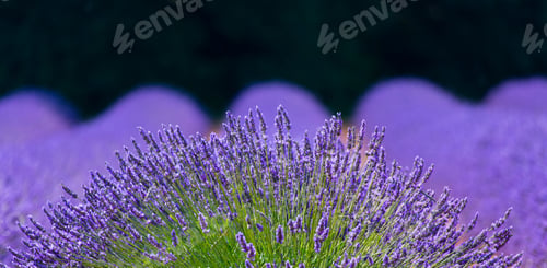 Preview: Lavender (Lavandin) Plant Fields In Valensole Plateau Of The Alps In Haute Provence Region Of