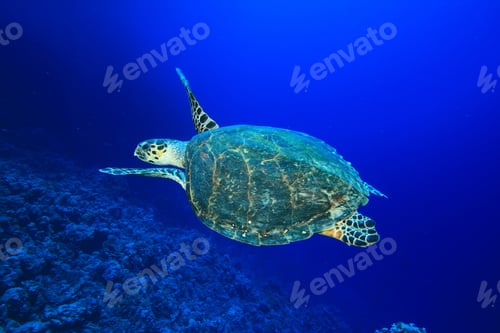 Preview: Hawksbill Turtle (Eretmochelys Imbricata)