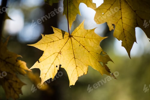 Preview: Yellow Leaves On Blue Sky Background