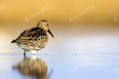 Preview: Coastal Bird. Colorful Nature Background. Common Water Bird: Curlew Sandpiper.