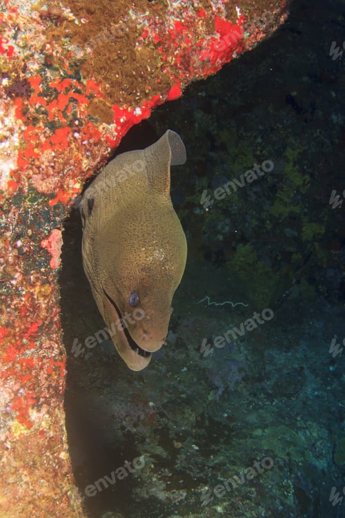 Preview: Giant Moray Eel