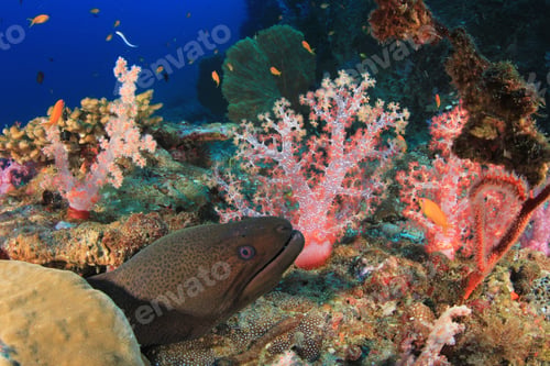 Preview: Giant Moray Eel And Coral Reef