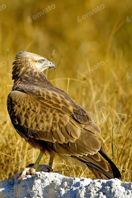 Preview: Bird Of Prey. Buzzard And Its Hunt Least Weasel. Yellow Nature Habitat Background. Bird: Long