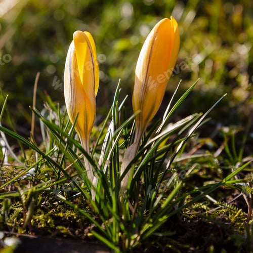 Preview: Beautiful Spring Background With Close-Up Of A Group Of Blooming Purple, Yellow, White Crocus